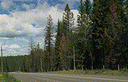 hforest