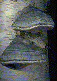 &nbsp;Fruiting bodies on birch - Click on the image to see a larger version