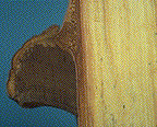 &nbsp;A cross-section of a F. fomentarius fruiting body - Click on the image to see a larger version