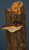&nbsp;Fruiting bodies of Fomitopsis pinicola - Click on the image to see a larger version