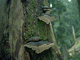 &nbsp;Fruiting bodies of Fomitopsis pinicola - Click on the image to see a larger version