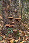 Fruiting bodies on Populus spp - Click on the image to see a larger version.