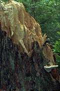 Advanced decay caused by G. applanatum - Click on the image to see a larger version.