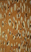 &nbsp;Advanced decay:white pocket rot in fir - Click on this image to see a larger version