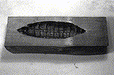 Characteristic brown pocket-rot symptoms of N. kauffmanii  - Click on this image to see a larger version