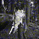 P. subacida sporophore on western redcedar - Click on this image to see a larger version