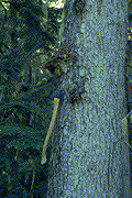 Phellinus pini fruiting bodies on western hemlock -  Click on this image to see a larger version