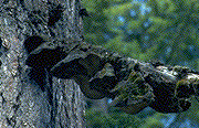 Phellinus pini fruiting bodies on Douglas-fir -  Click on this image to see a larger version