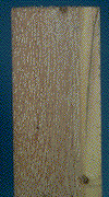 White pocket rot characteristic of Phellinus pini - Click on this image to see a larger version