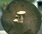 P. populnea fruiting body on a cut log - Click on this image to see a larger version