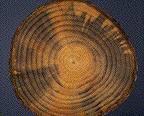 blue stain in a wedge-like pattern -  Click to see a larger version of this image