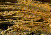 Laminated decay typical of P. weirii  - Click to see a larger version of this image