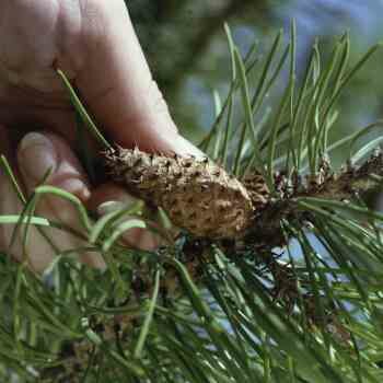 Lodgepole pine